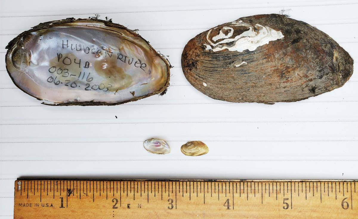 elliptio mussels