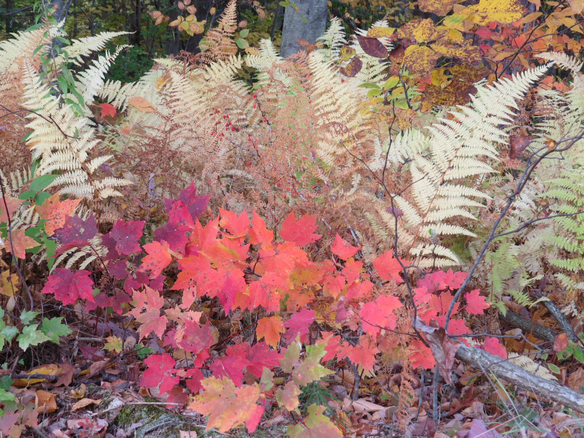 Fall Barry Haydasz