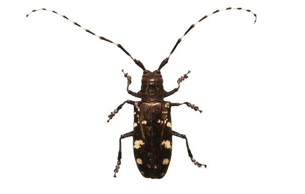 asian long-horned beetle