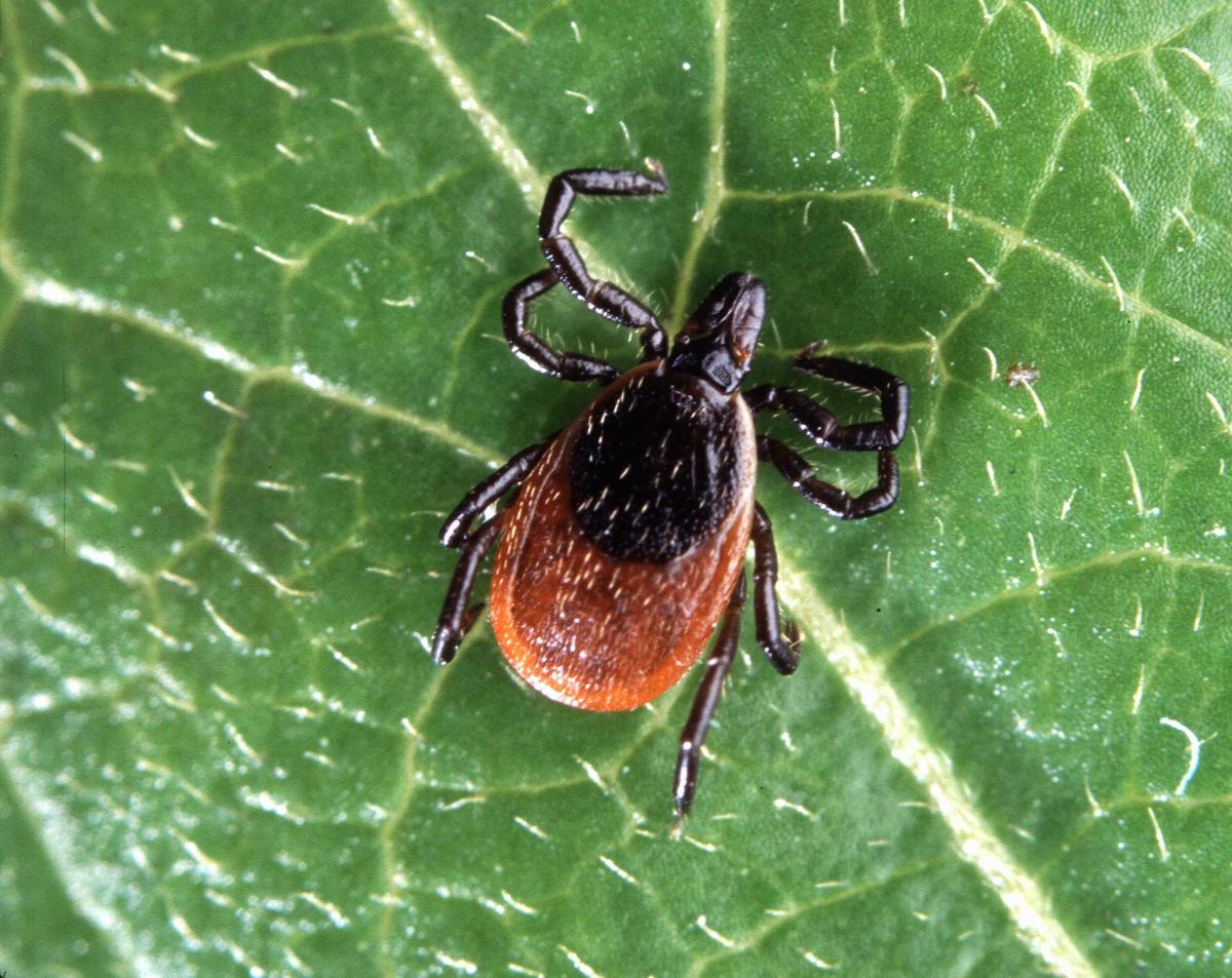 black-legged tick cc USDA