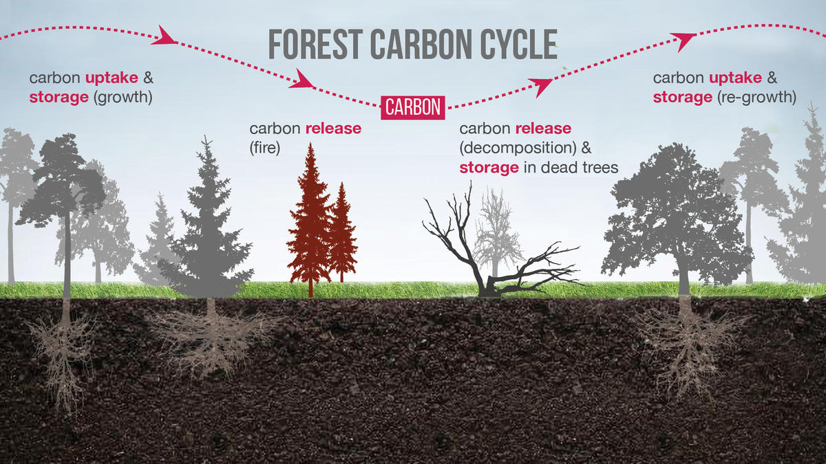 Forest carbon cycle