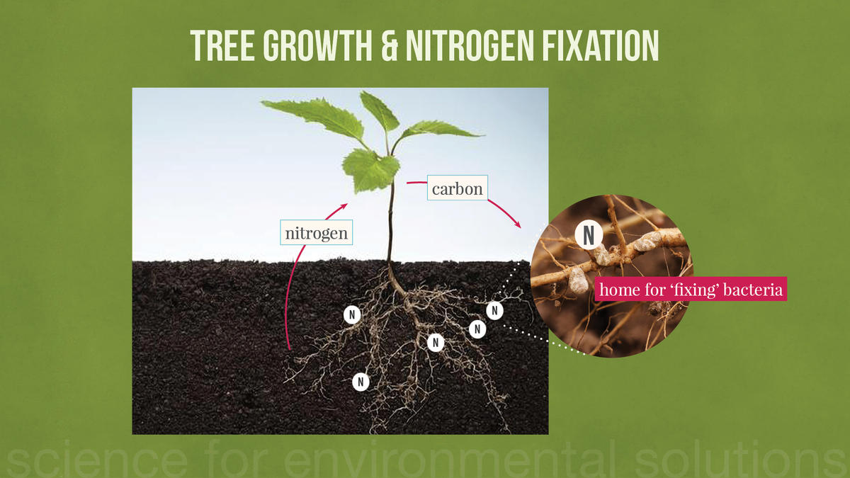 Nitrogen fixation