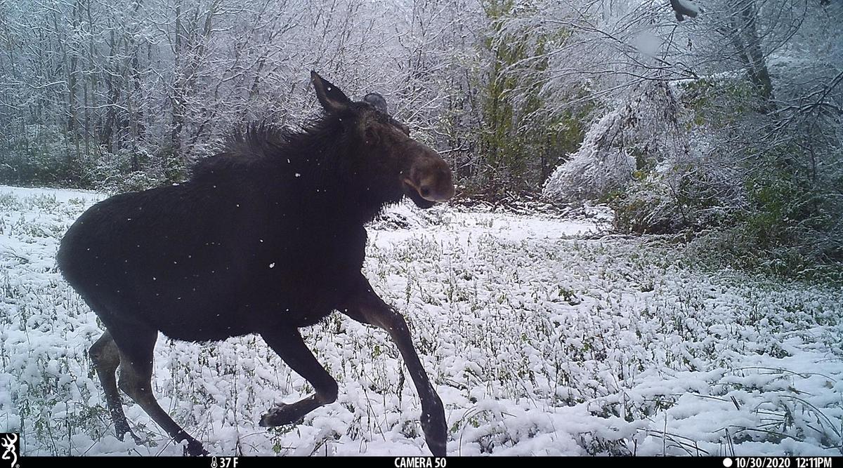 moose on cary campus