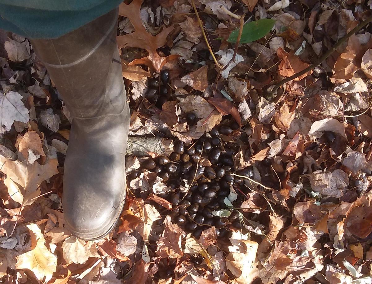 moose scat