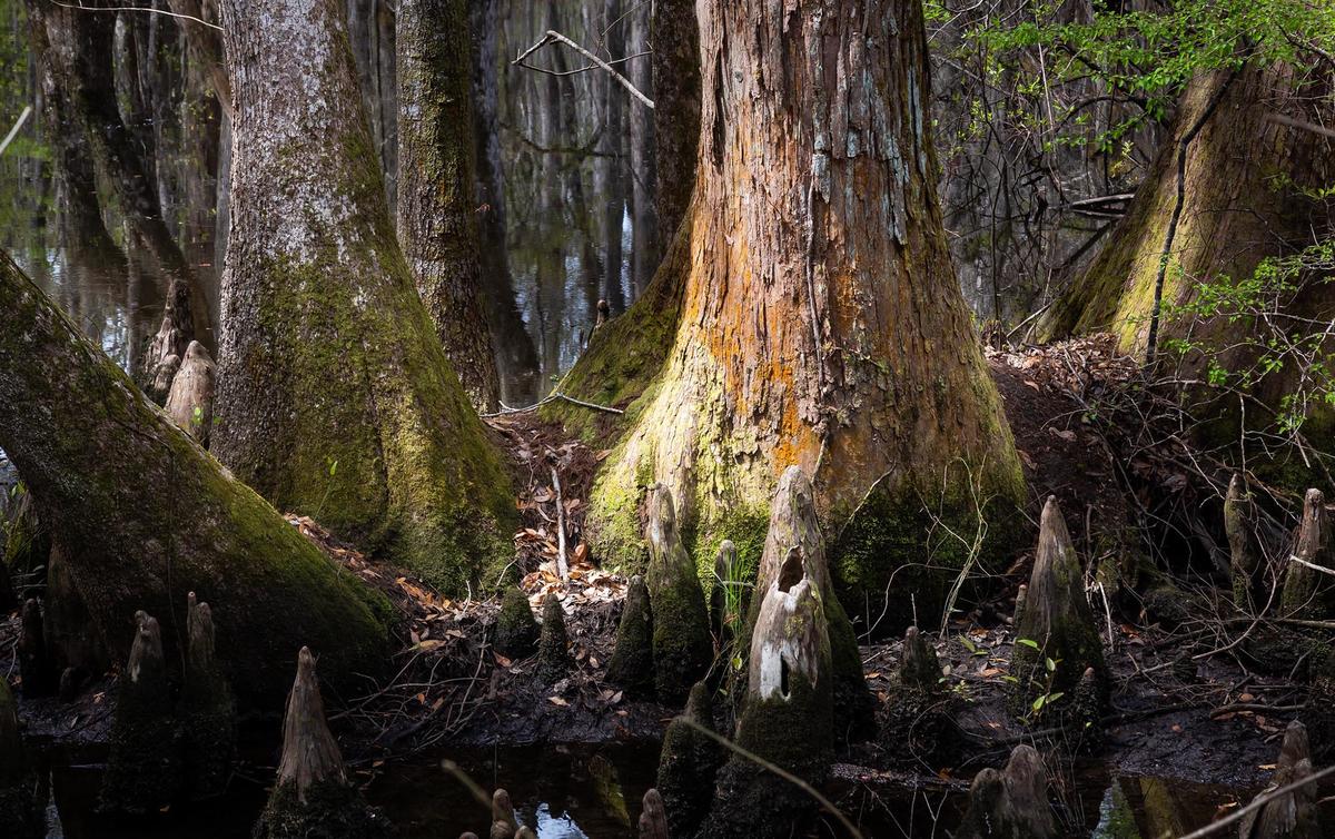 Beidler Forest and Audubon Center cc steve walker