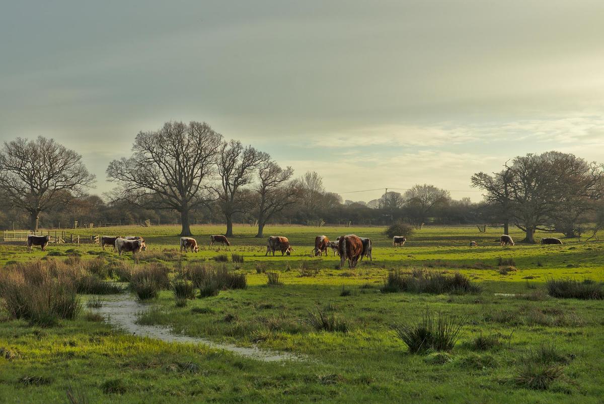 Free-ranging longhorn cattle at Knepp Wildland