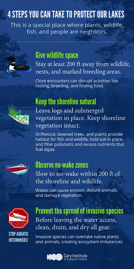 Lake stewardship infographic