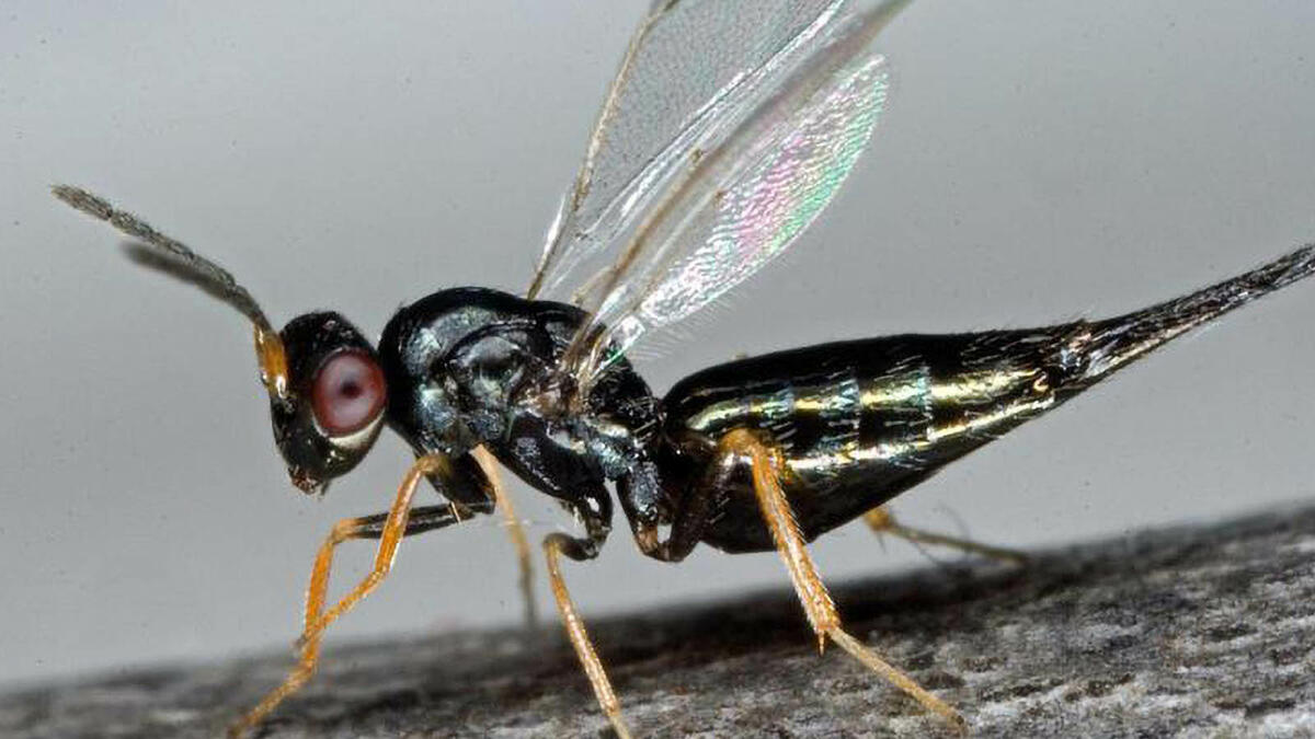 Tetrastichus planipennisi