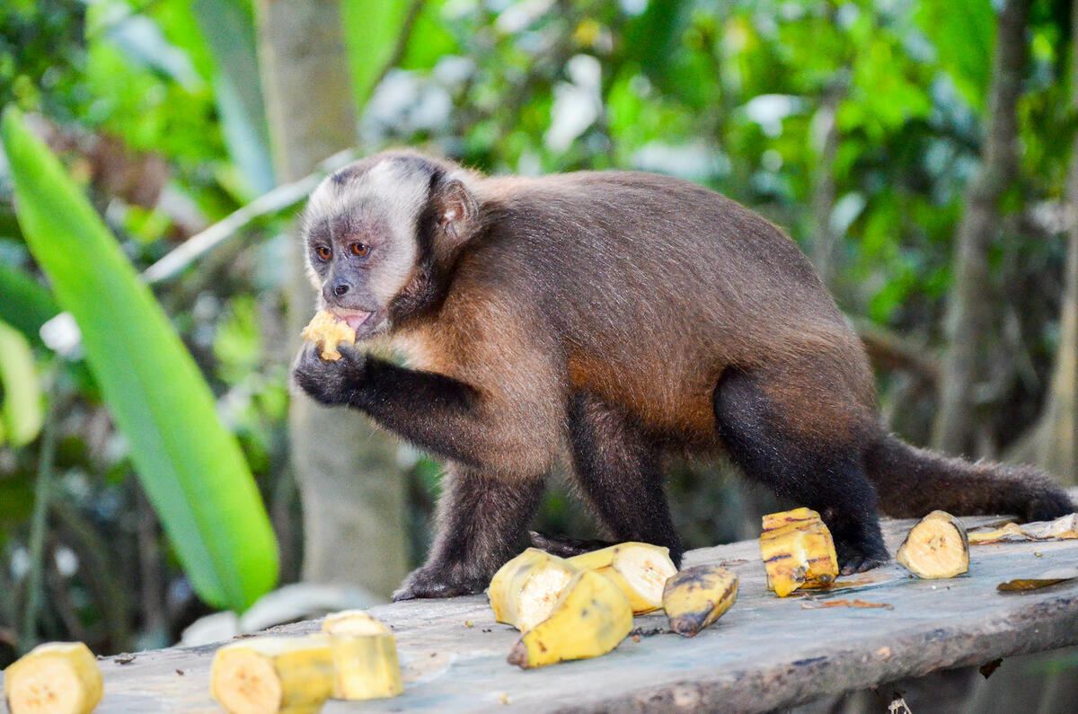 Tufted Capuchin