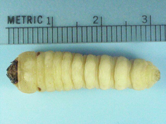 Cerambycid larva