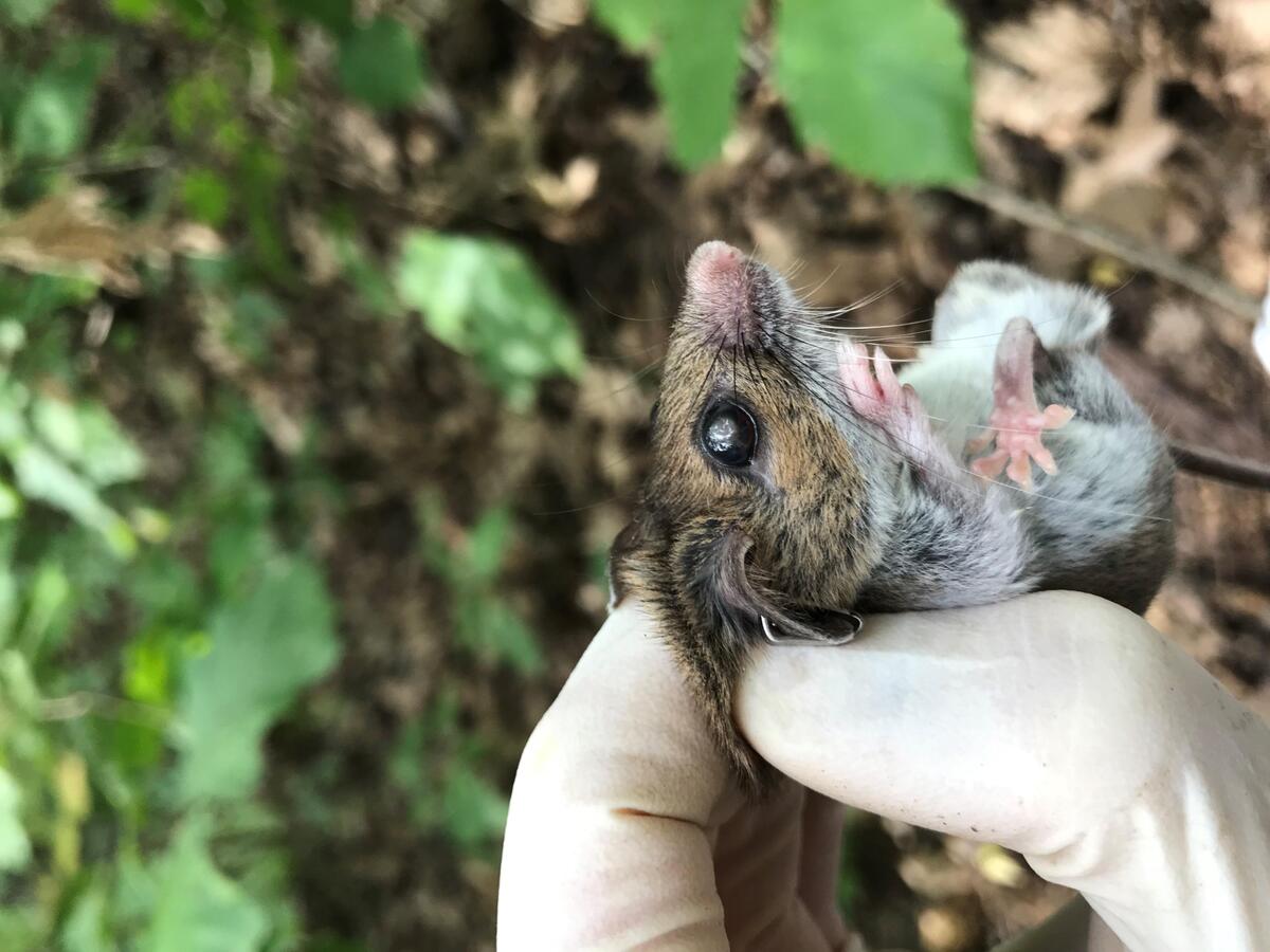 mouse with cataract