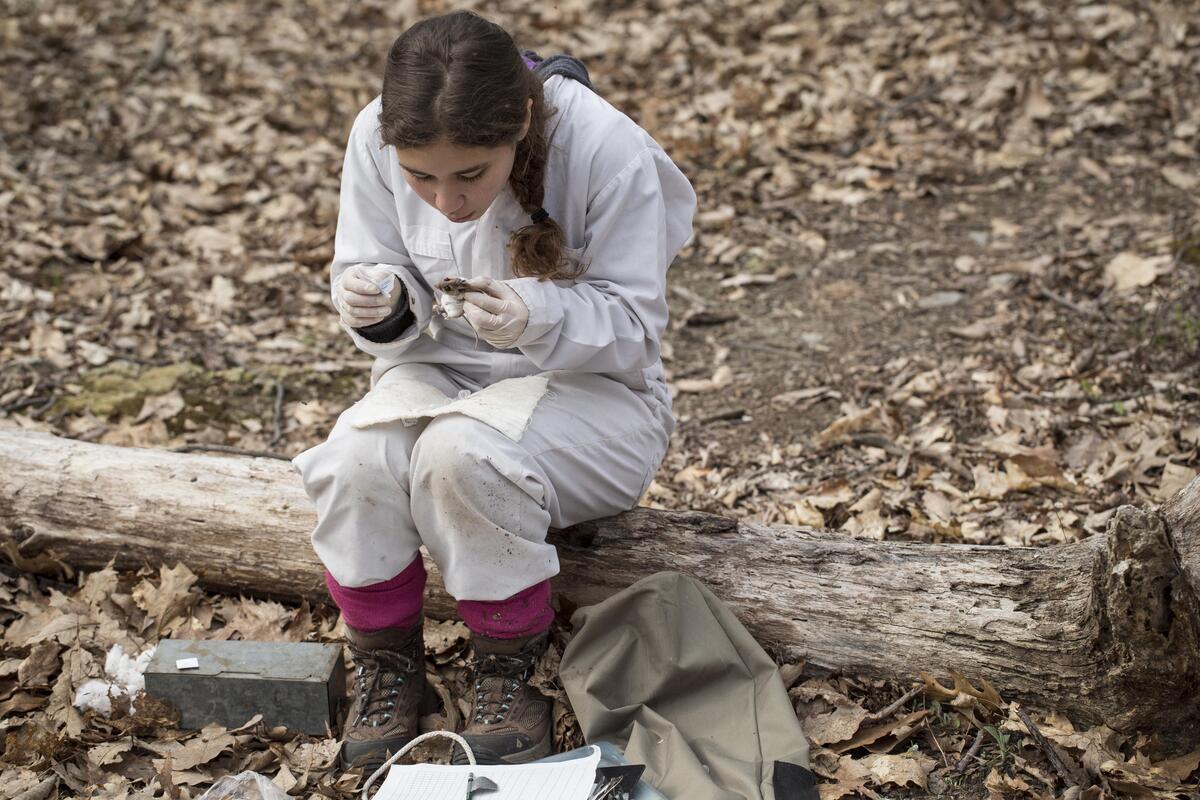 mouse tagging robin moore