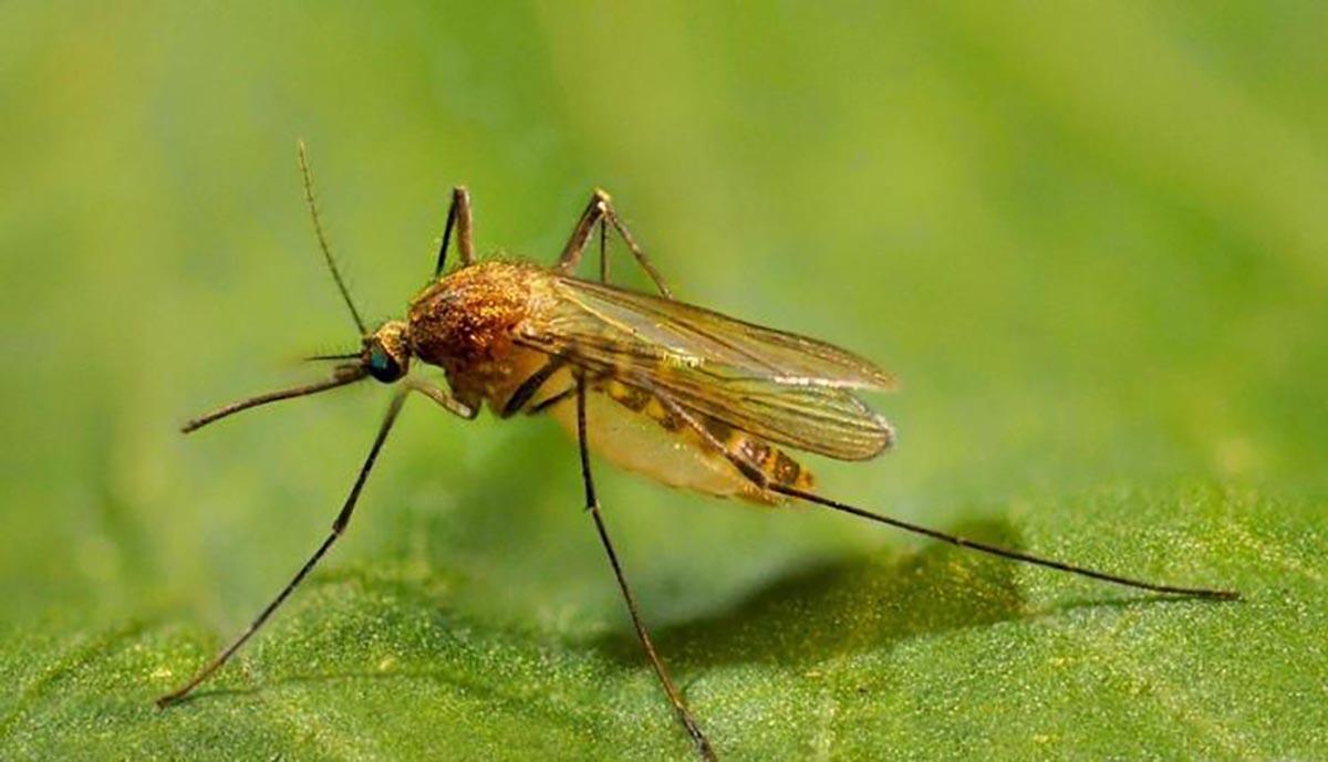 culex pipiens