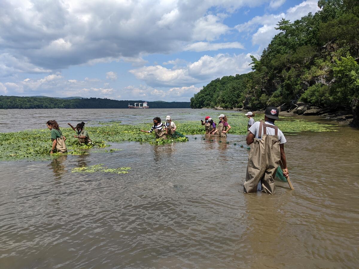 MH-YES students seine for fish at Norrie Point Environmental Center, where the TIDES program takes place.