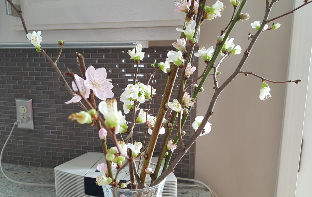 apricot blossoms