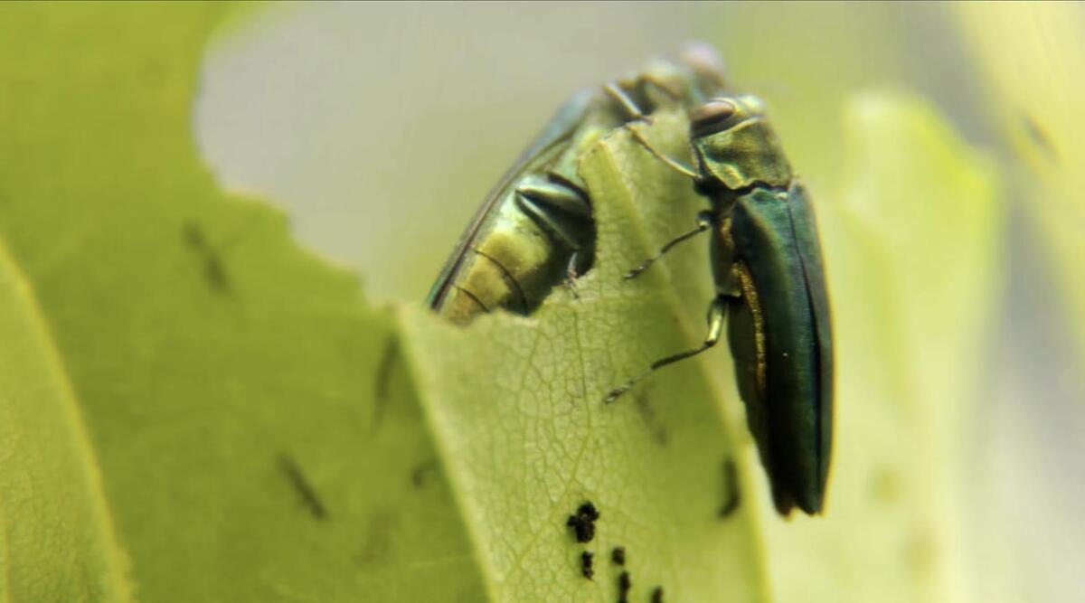 emerald ash borer