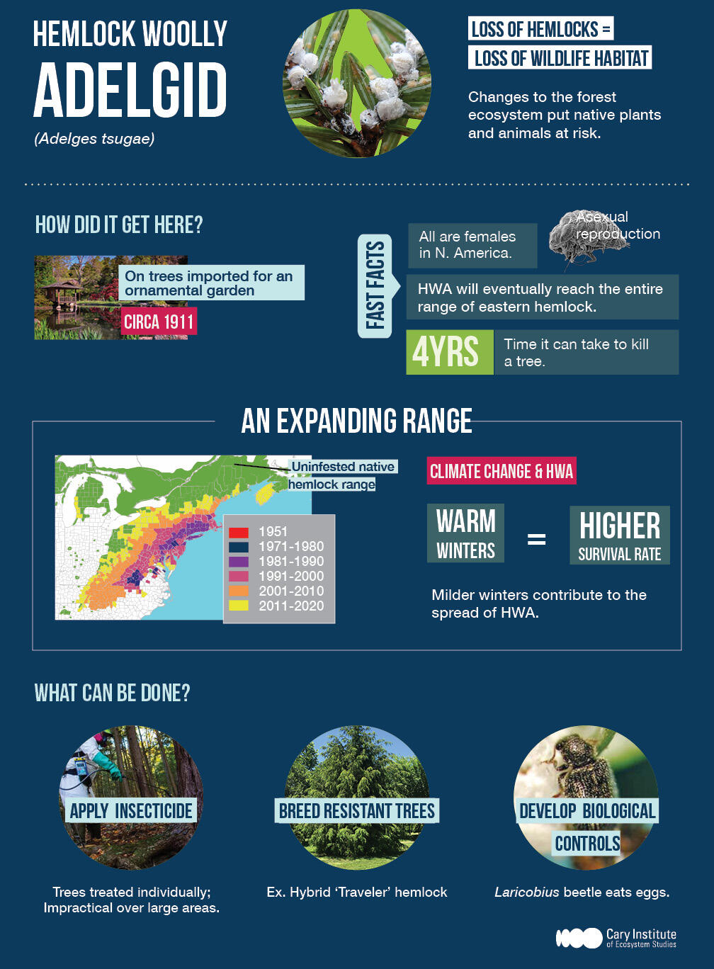 hemlock woolly adelgid infographic