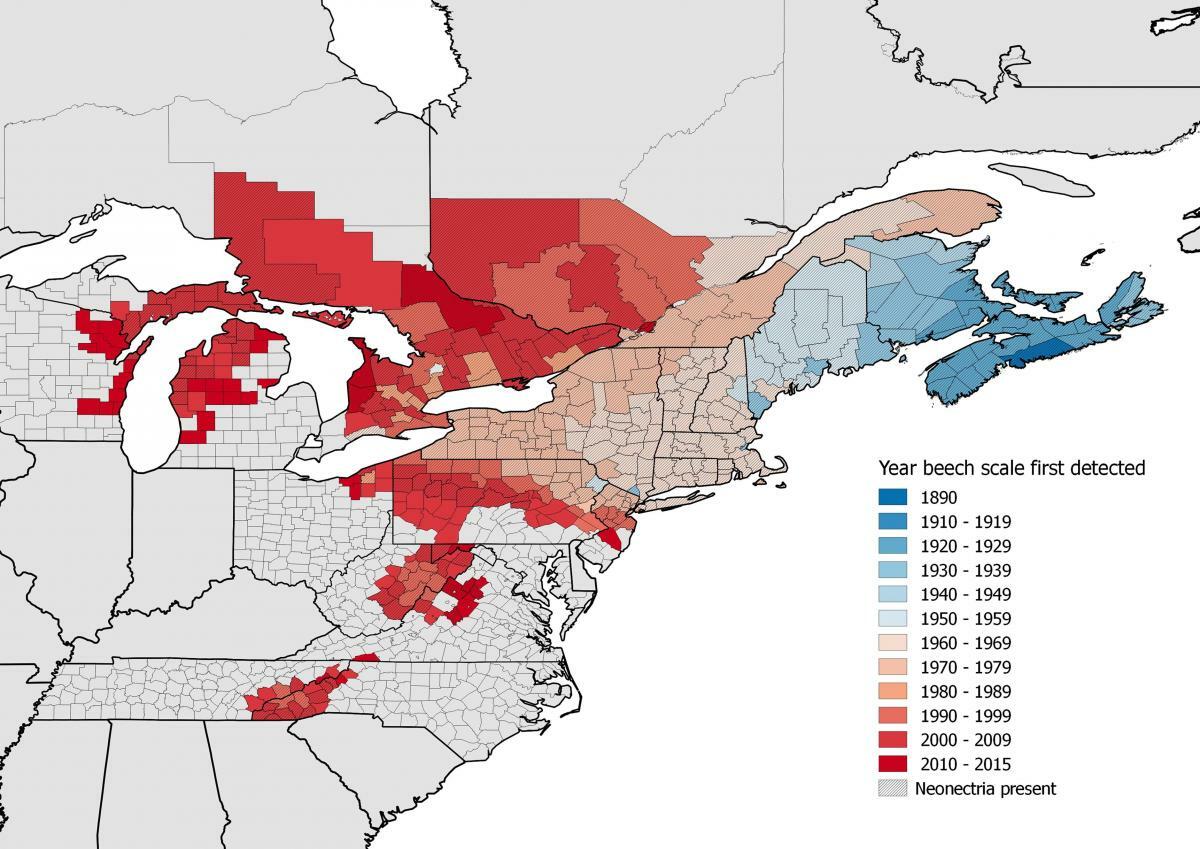 beech bark disease map