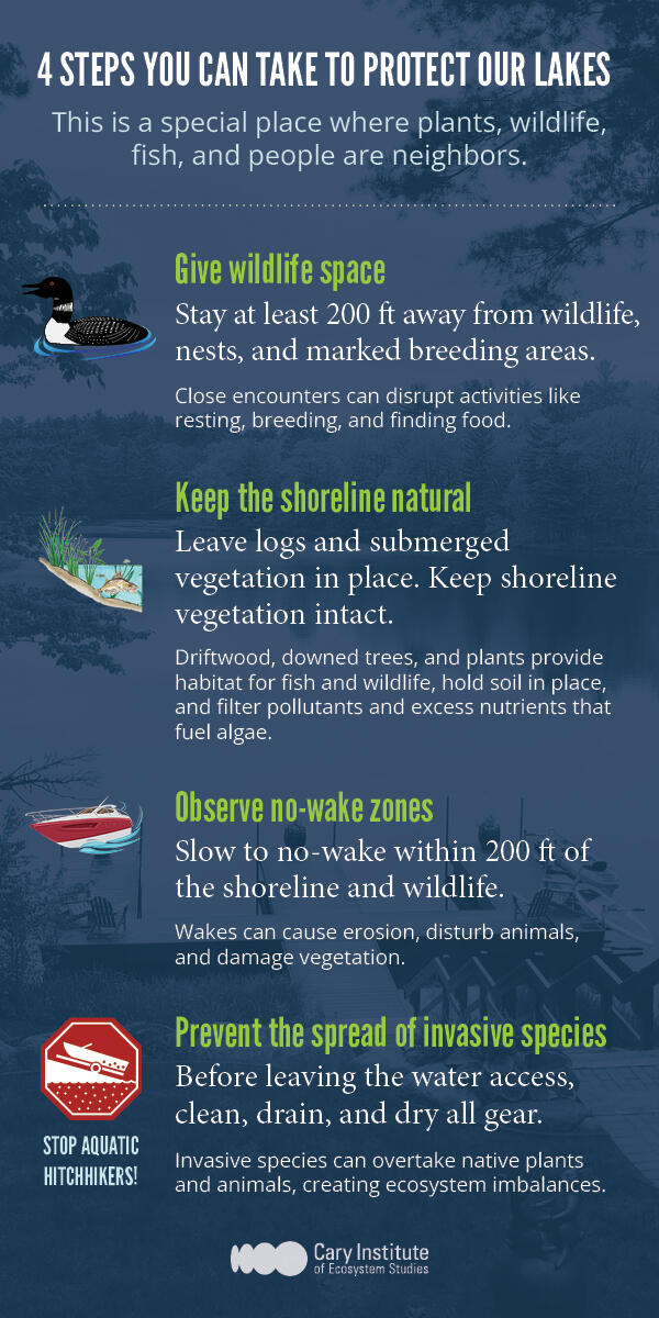 Lake stewardship infographic