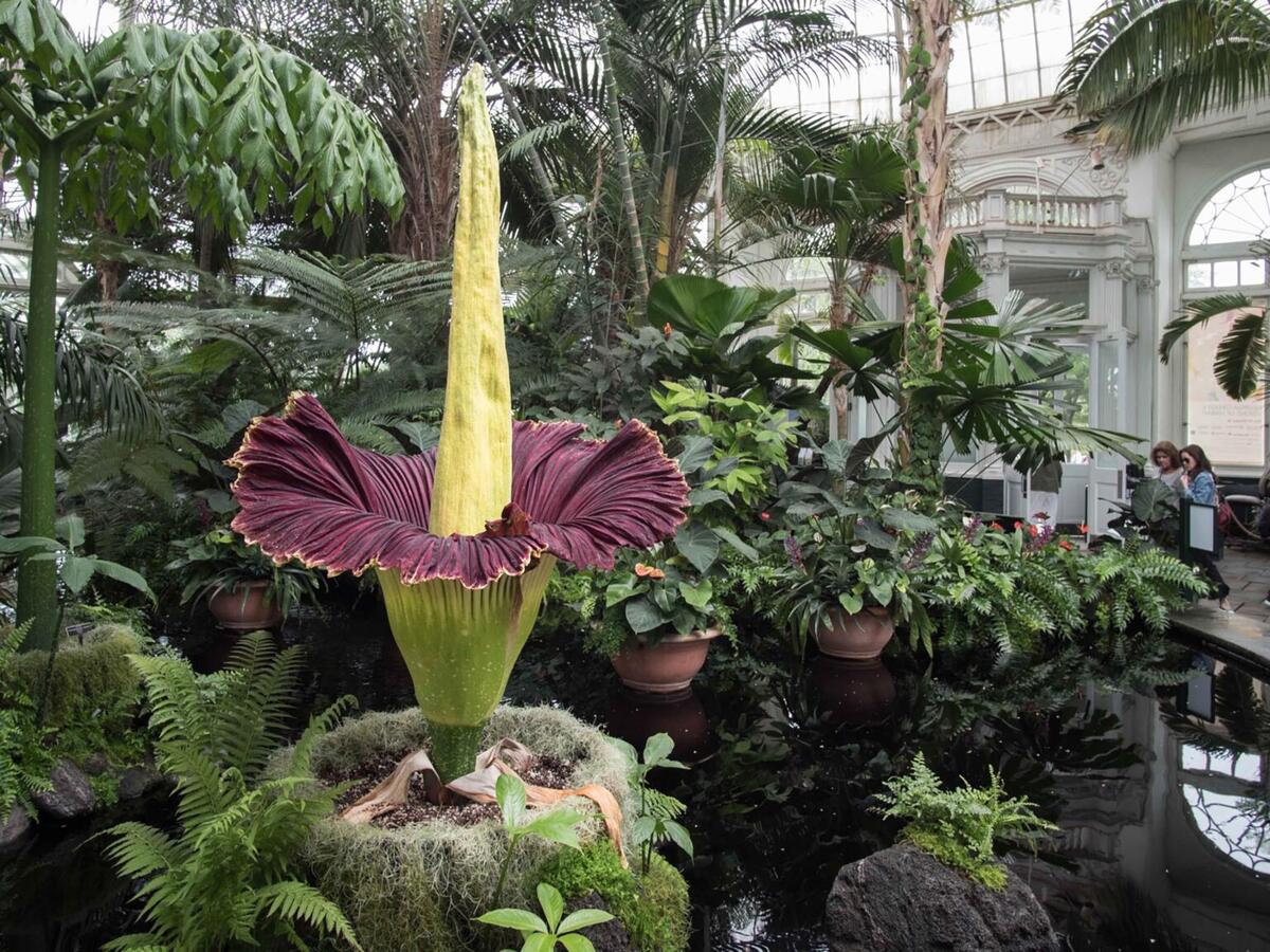corpse flower