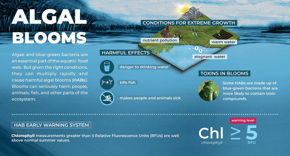 algal blooms infographic