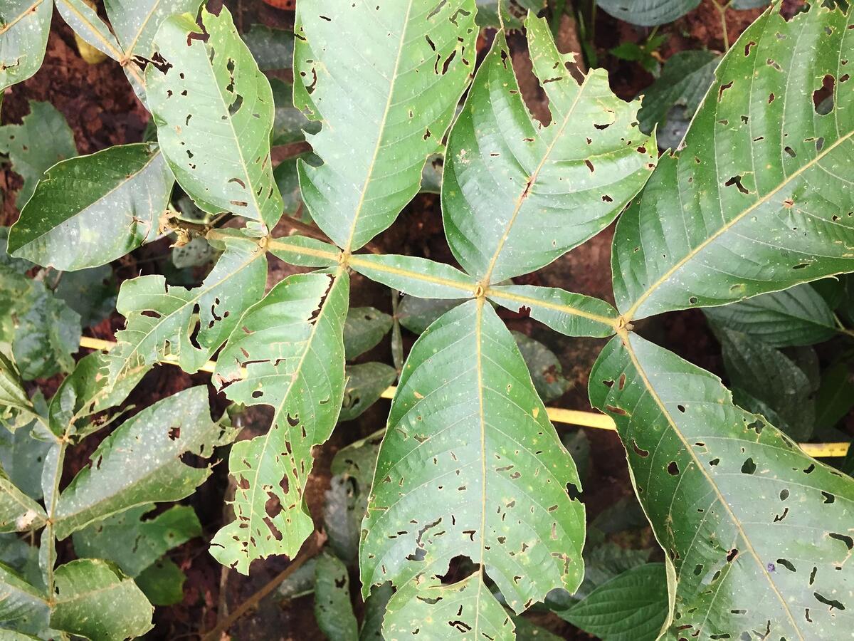 herbivory