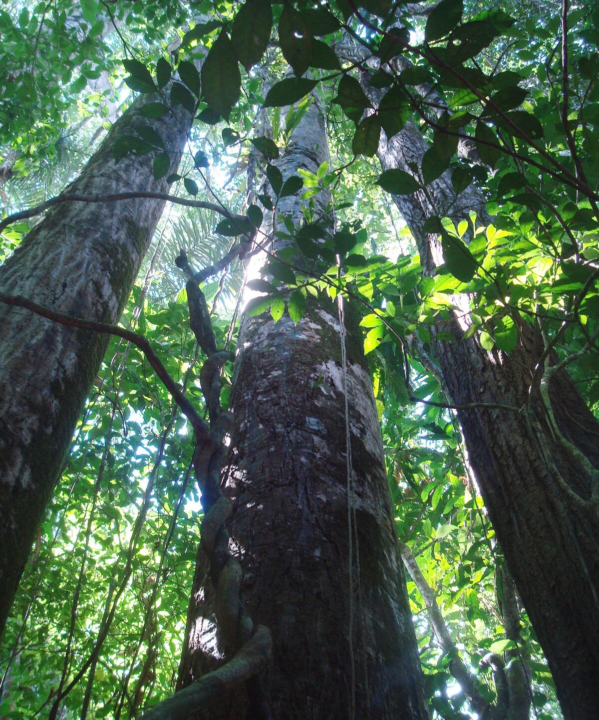 forest canopy in Panama