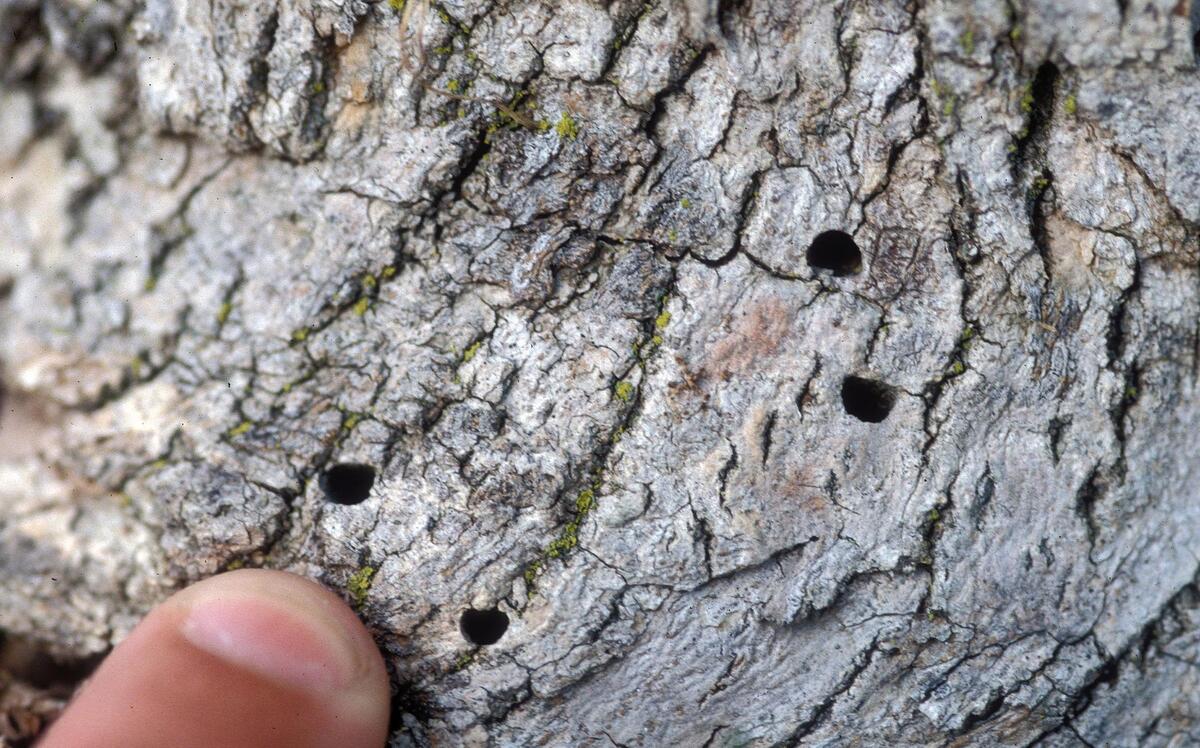 eab_exit_hole