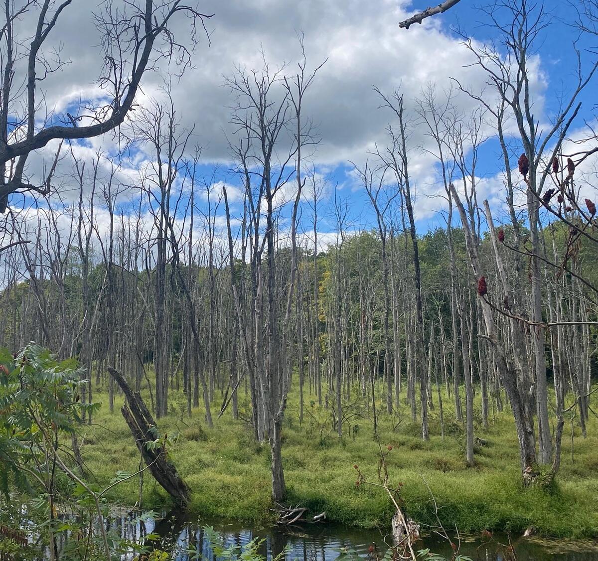 emerald ash borer dead trees in wetland