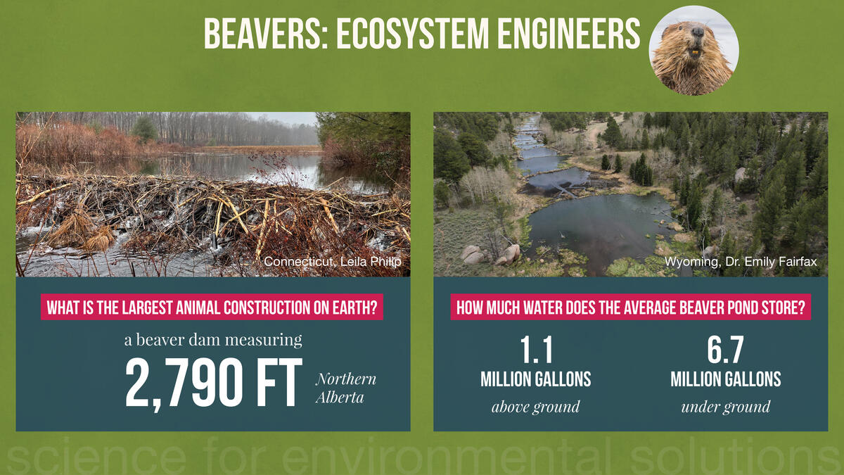 beaverland slide ecosystem engineers