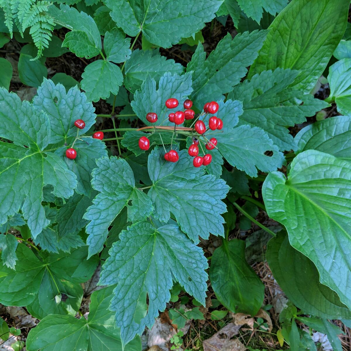 Red baneberry
