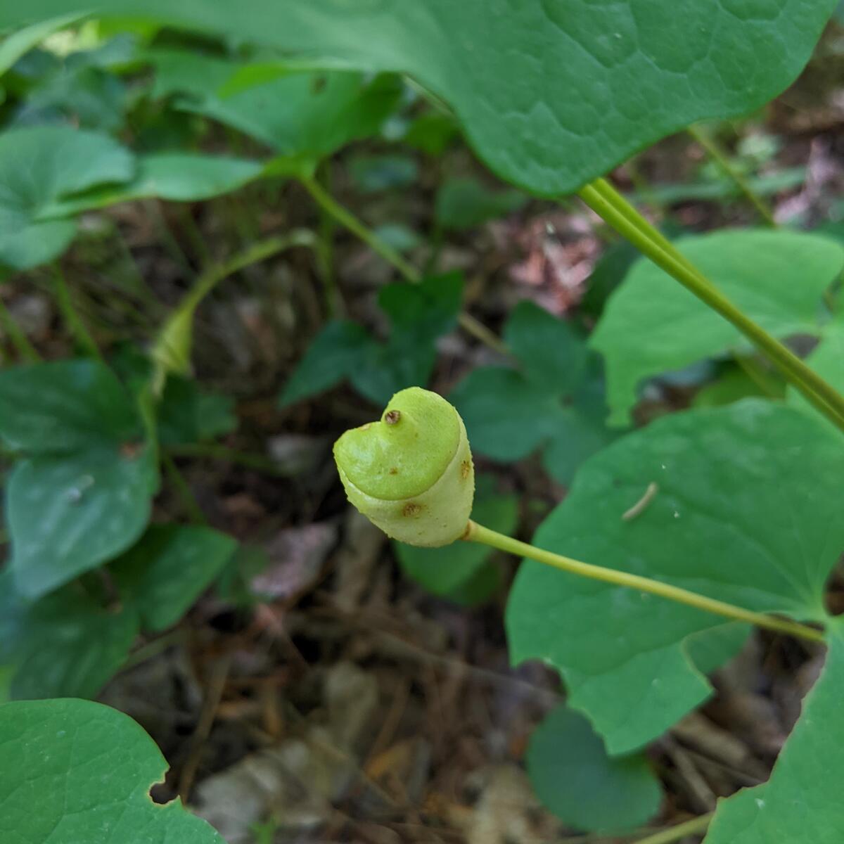 Twinleaf