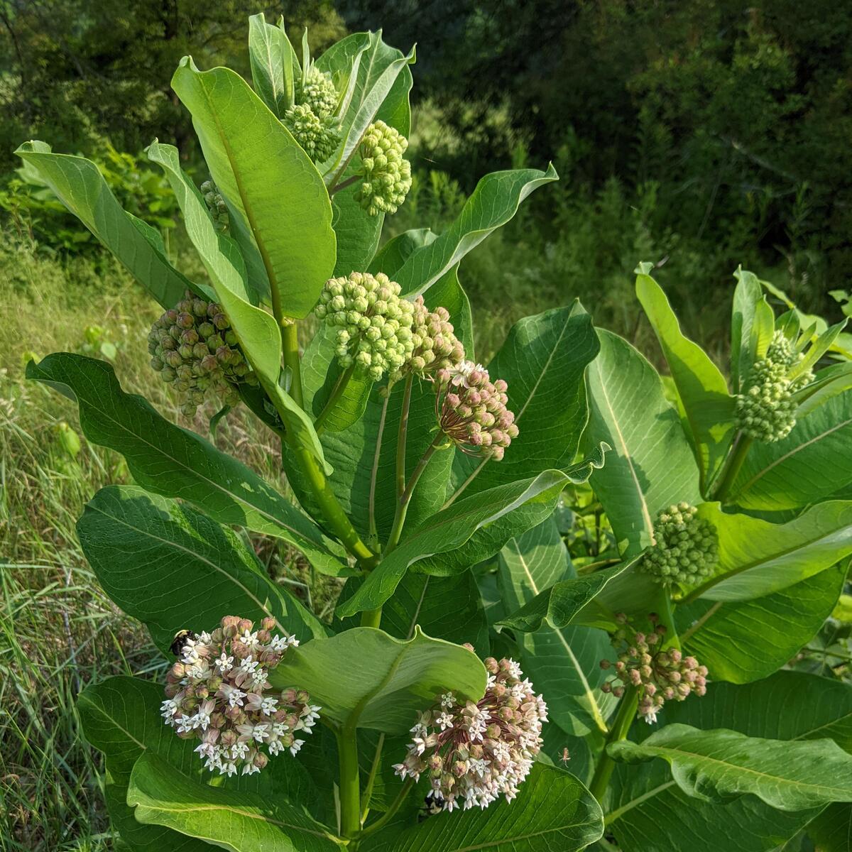 Milkweed