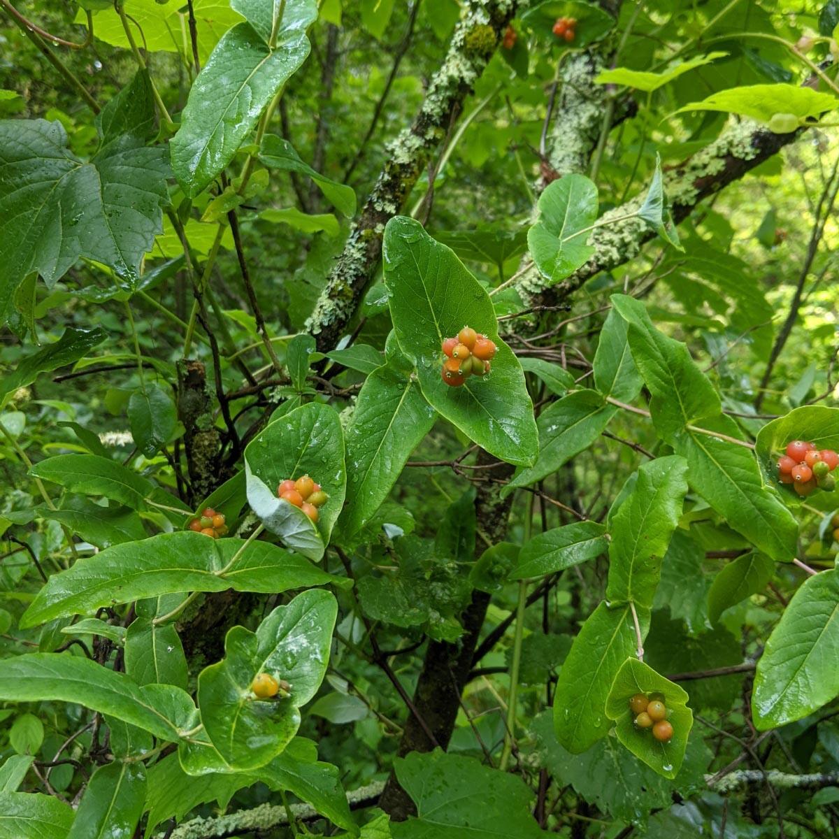 glaucus honeysuckle