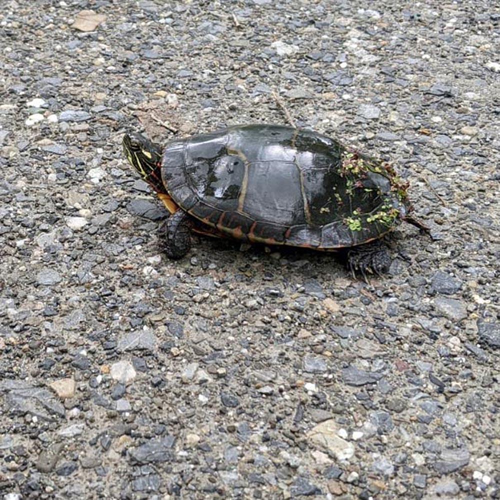Painted Turtle