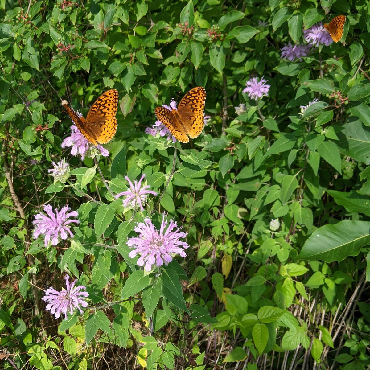 Great Spangled Fritillary