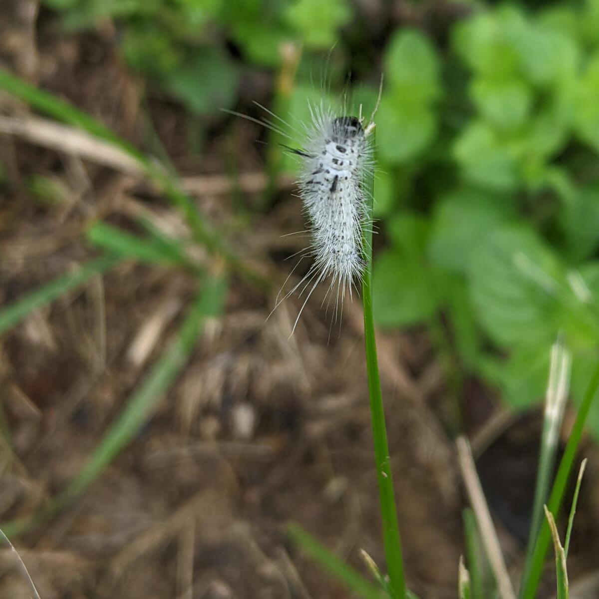 Hickory Tussock Moth