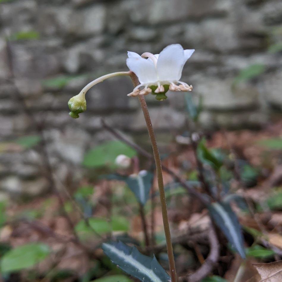 Striped wintergreen