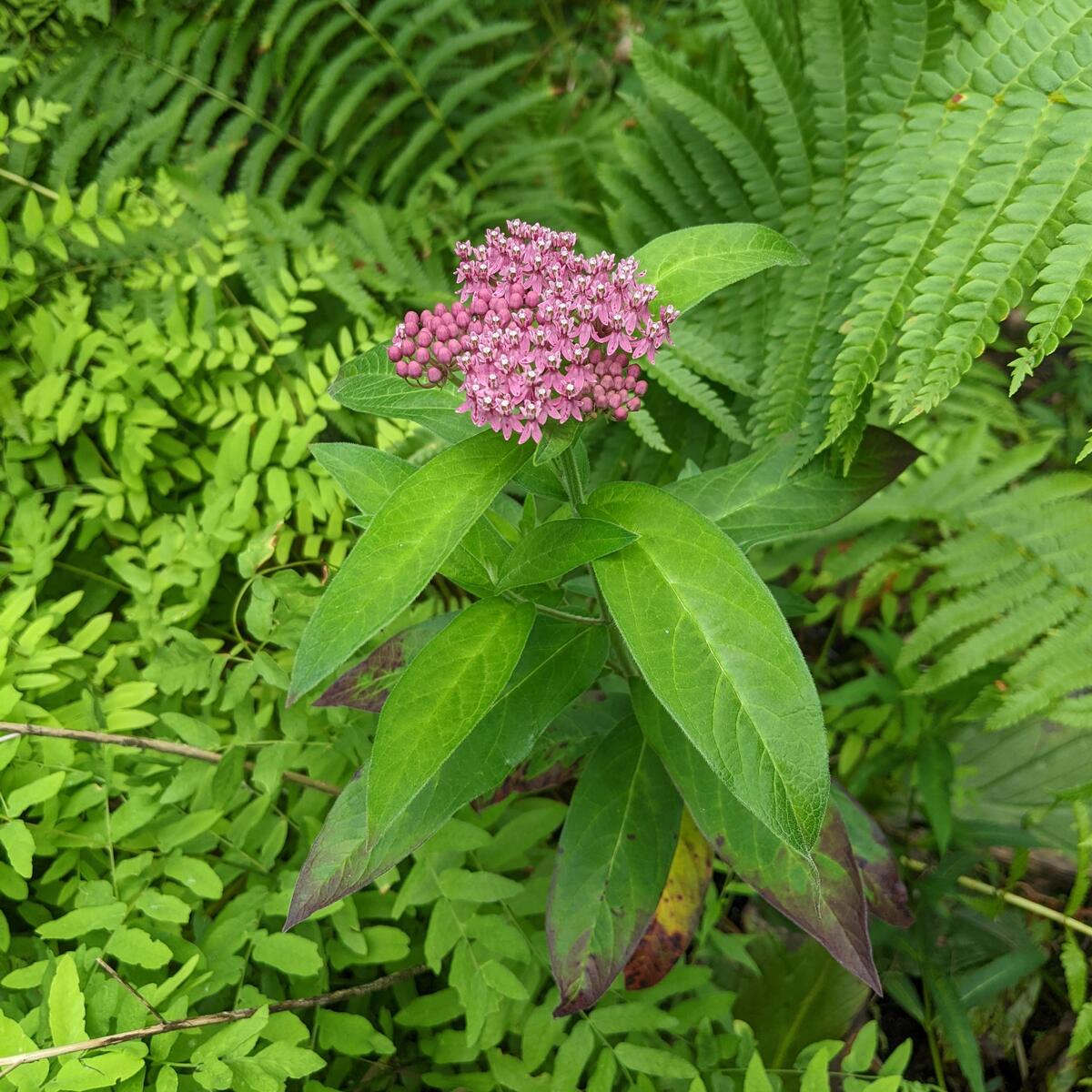 Swamp milkweed