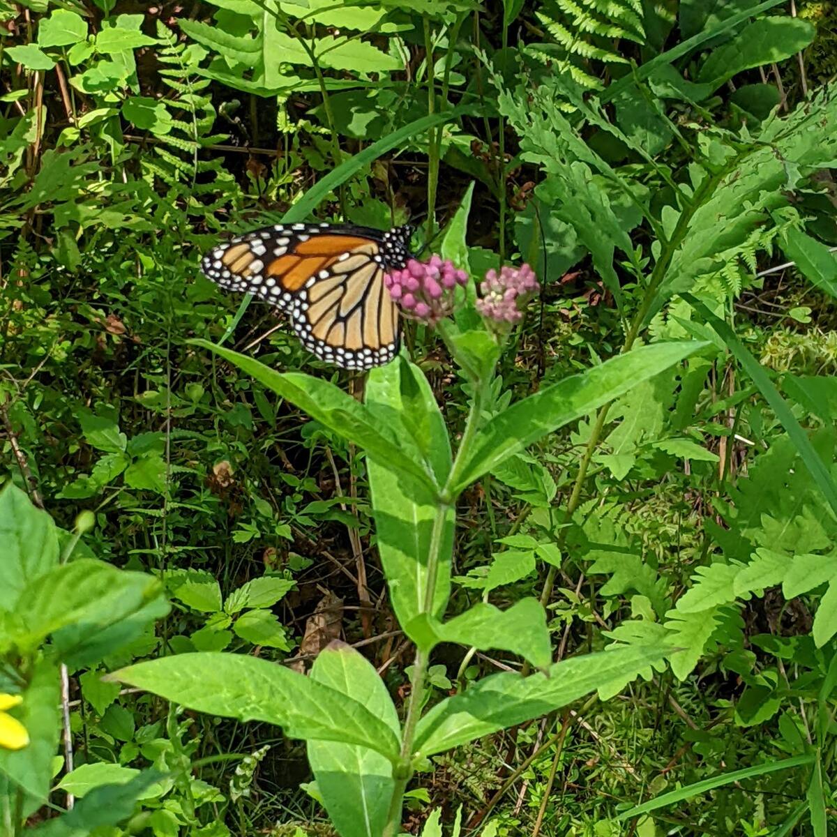 monarch