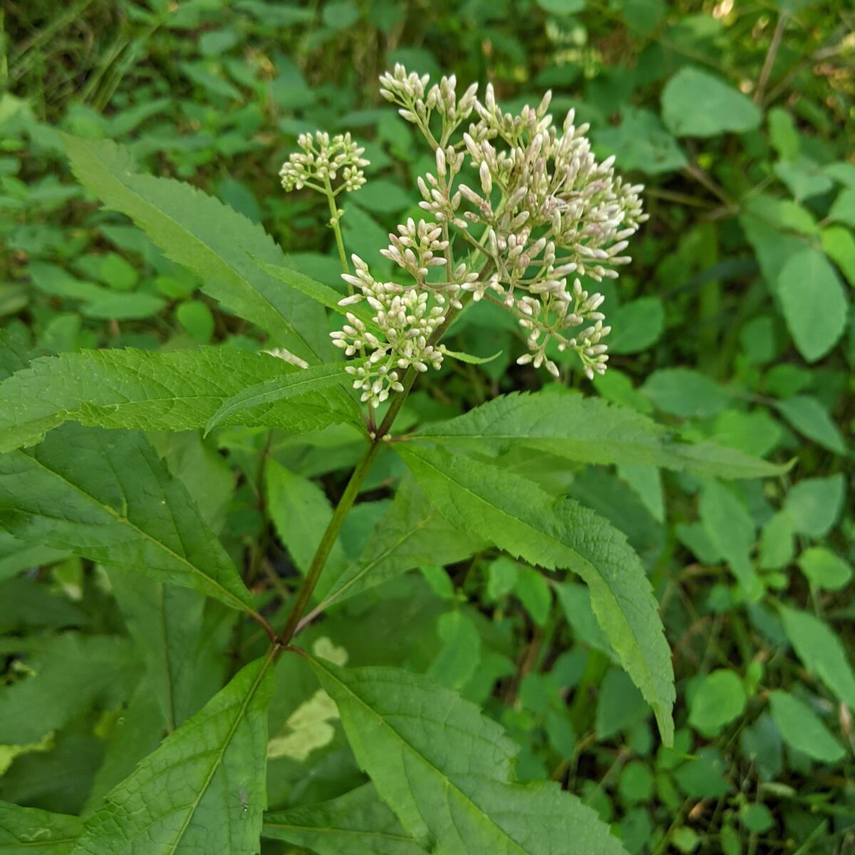Joe Pye Weed