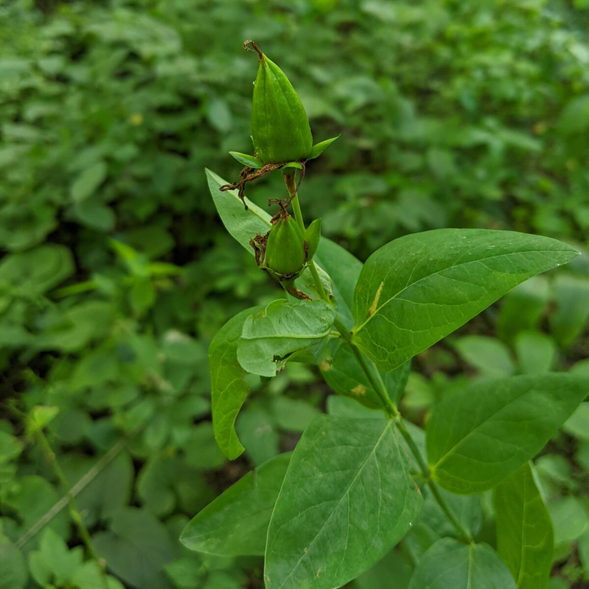 St. John’s Wort
