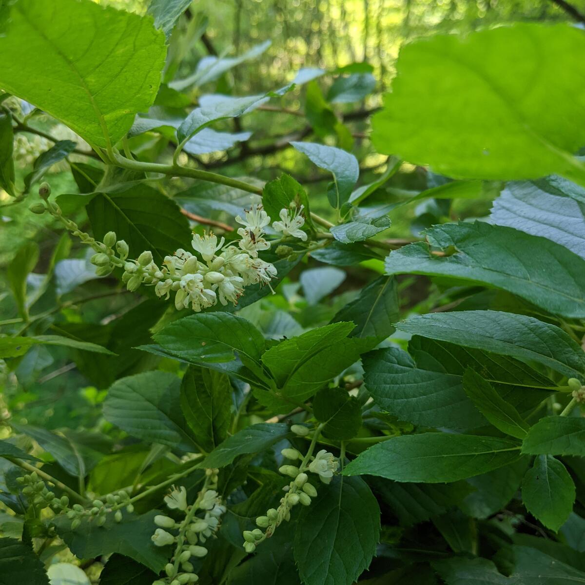 Sweet Pepperbush
