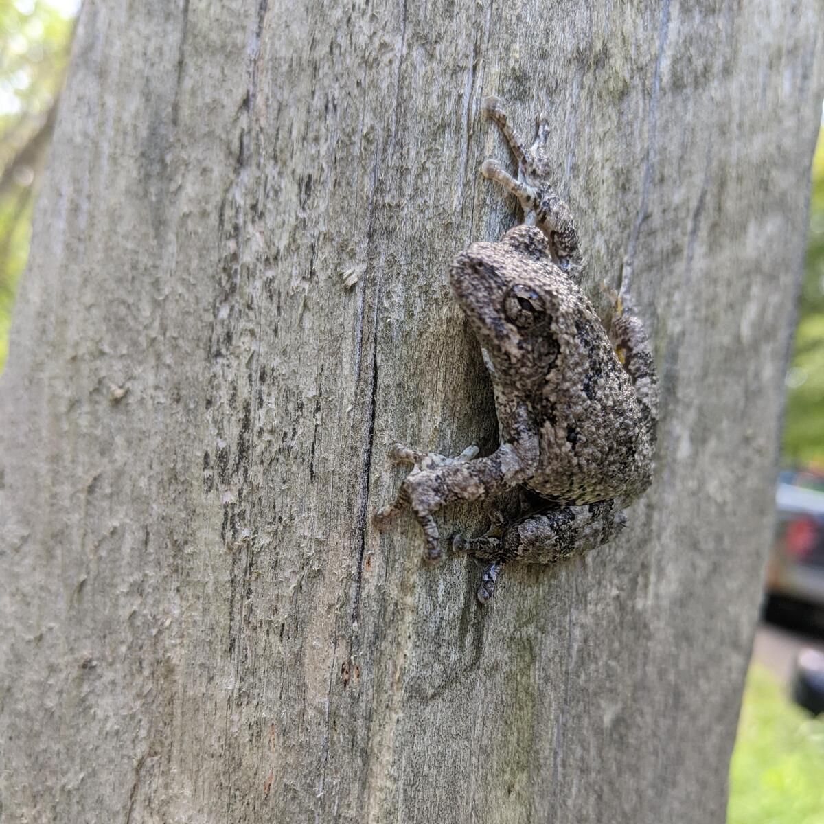 gray tree frog