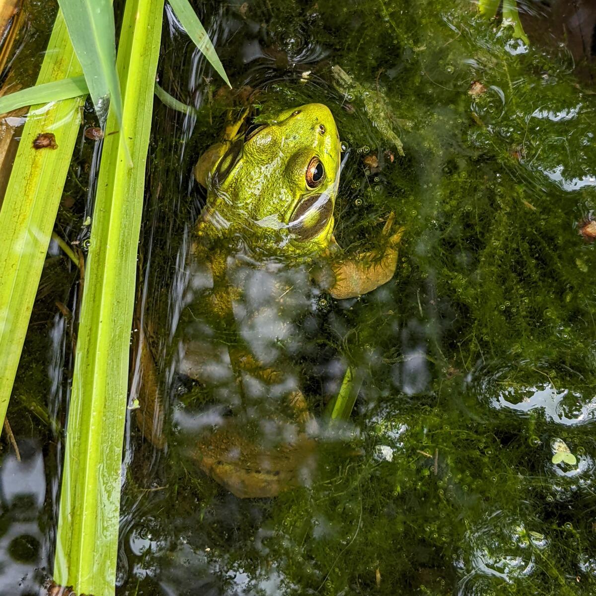 green frog