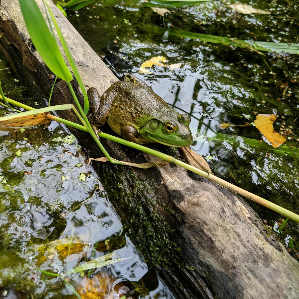 bullfrog