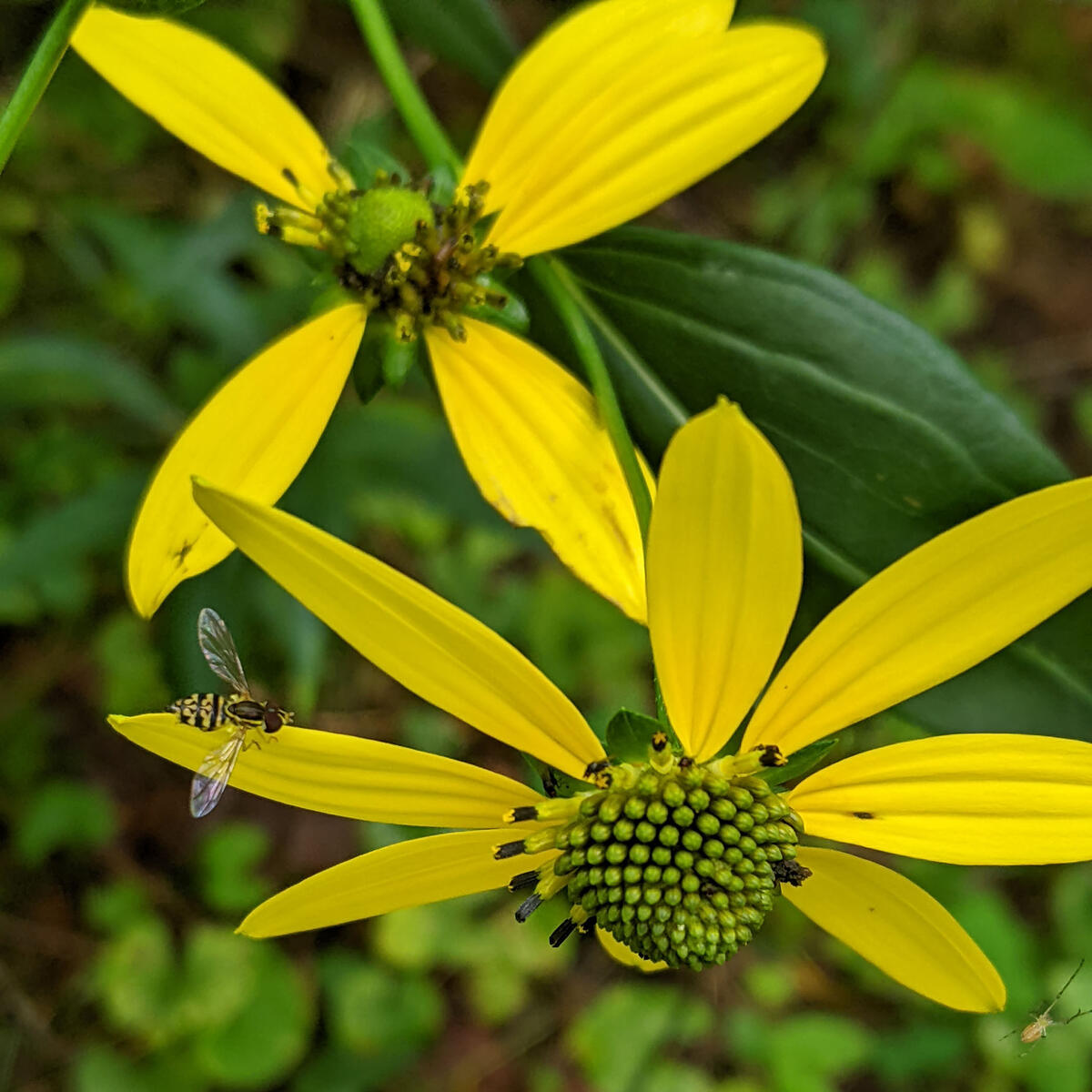 cutleaf coneflower (Rudbeckia laciniata)