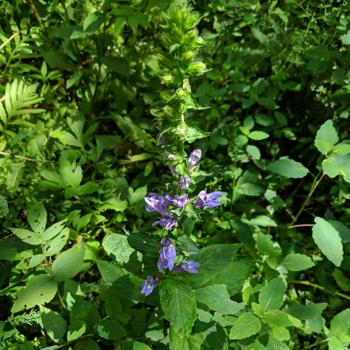 Great Blue Lobelia