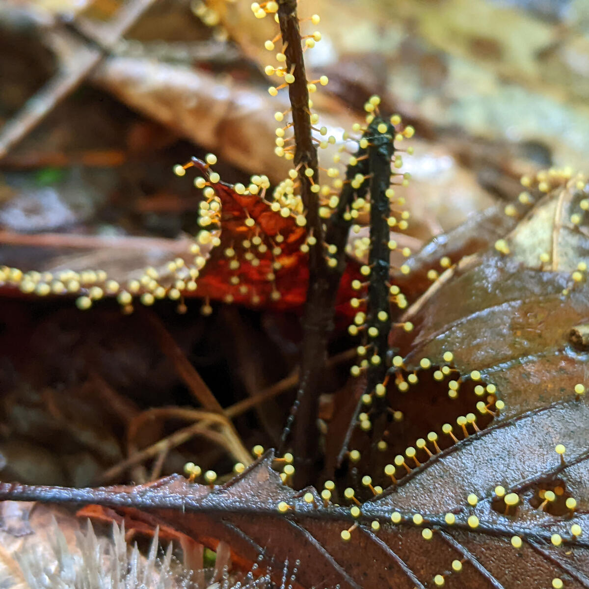 slime mold