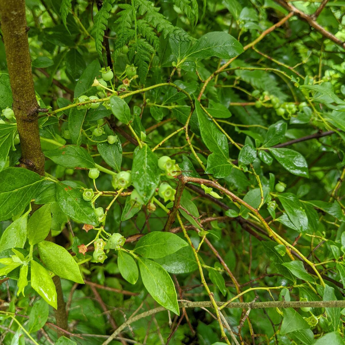 Highbush